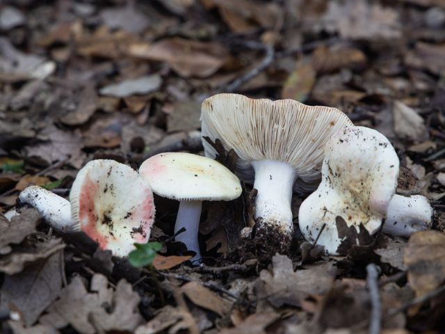 Russula persicina da confermare